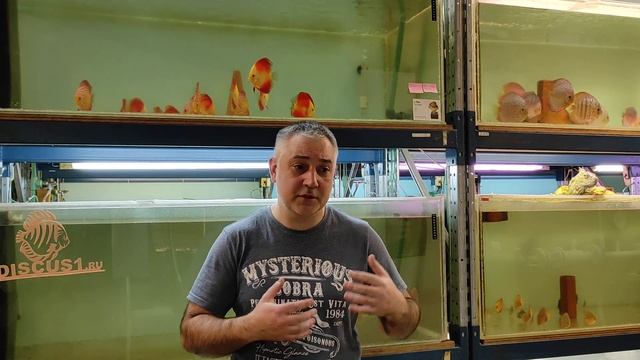 Селекция и разведение устойчивых особей дискусов. Бактериальные инфекции, часть III. Дискус1 смотреть онлайн