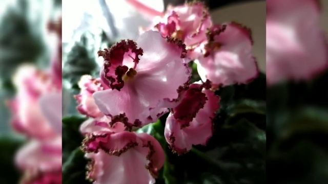 КРАСИВОЦВЕТУЩИЕ СОРТА ФИАЛОК!!! СЕНПОЛИЯ ЛЕ- МОН СЕН МИШЕЛЬ. смотреть онлайн