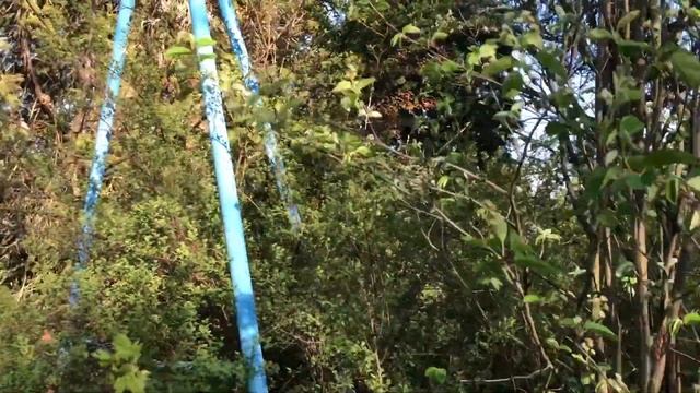 COURS DE TAILLE DE L'AMELANCHIER смотреть онлайн