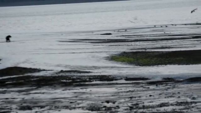 Медвежья рыбалка или рыбаки в отлив смотреть онлайн