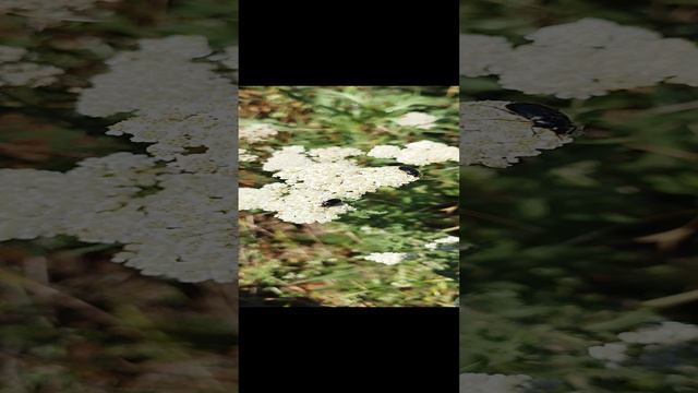 природа  тысячелистник