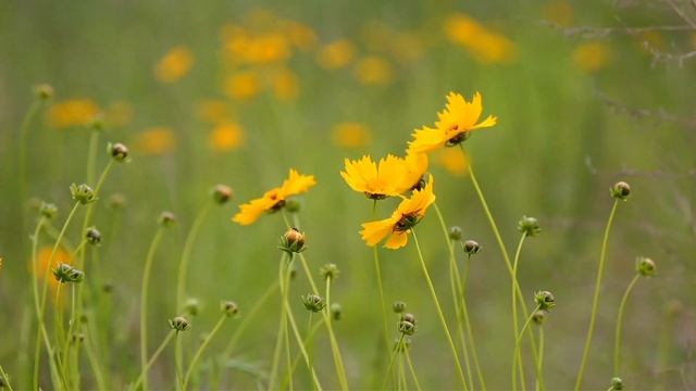 СНЯТИЕ ПОРЧИ обряд ритуал Заговор смотреть онлайн