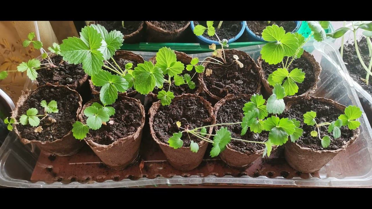 Земляника Клубника  Посев в январе, всходы в феврале, рассада на окне, в грунт, сбор