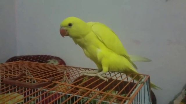 Introducing Yellow Ringneck Parrot 4 Month Baby смотреть онлайн