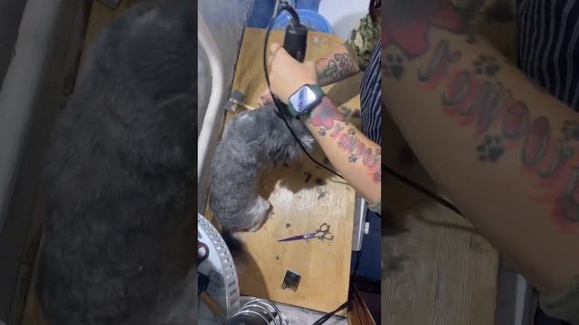 Grooming Shitzu Bublik смотреть онлайн