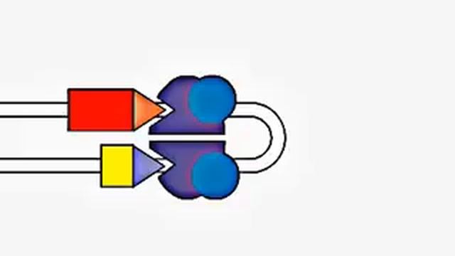VDJ Gene Recombination смотреть онлайн