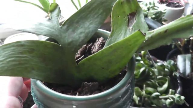 New Additions To The Plant Family смотреть онлайн