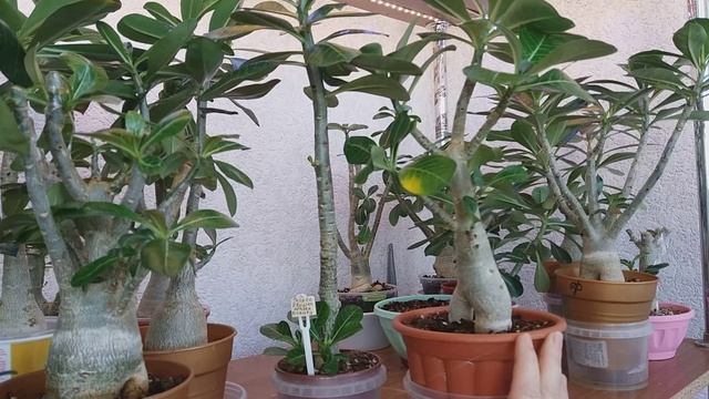 АДЕНИУМЫ. РЕЗАТЬ или НЕТ? КАК ЖЕ БЫТЬ? А МОЖЕТ ЦВЕТЕНИЕ? смотреть онлайн