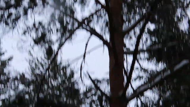 №2981 14.01.2023 Белка, дятел, снегири смотреть онлайн