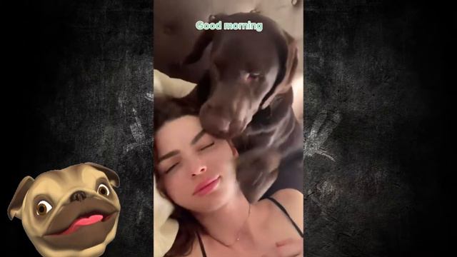 🤣Смешные Животные - Я Ржал целый ЧАС😸Смешные Кошки Приколы с Кошками собаками #21 Funny cats video смотреть онлайн