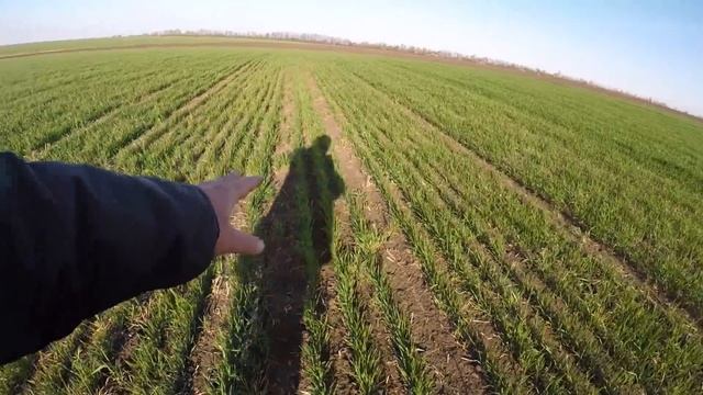 Если бы я знал это раньше... Пшеница, рапс, ячмень, горох, чечевица. смотреть онлайн