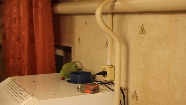 Ожереловые попугаи . Поиск места для гнезда.Necklace parrots. Finding a place for the nest. смотреть онлайн