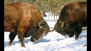 Красная книга. Зубр