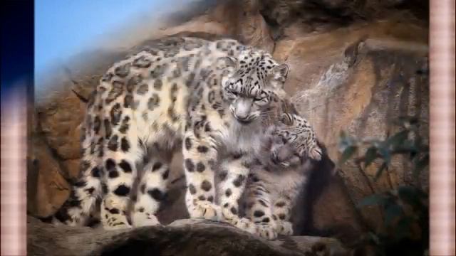 Большие дикие кошки смотреть онлайн
