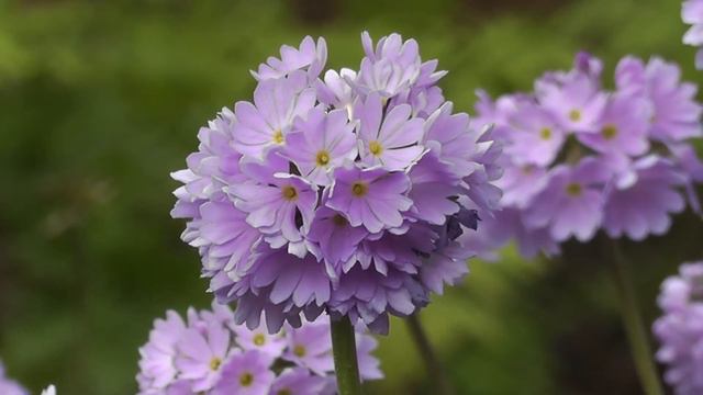 Purple Flowers Rain And Relaxing Music 🎶