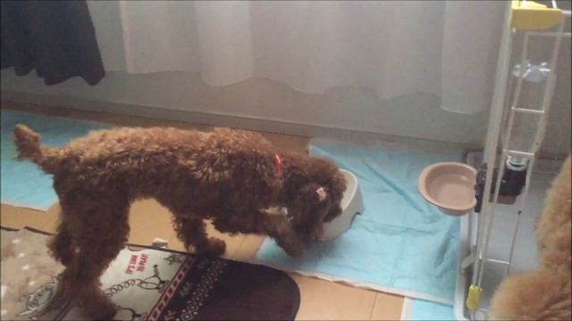 トイプードル 餌をなかなか食べない＆待ちきれない！ смотреть онлайн