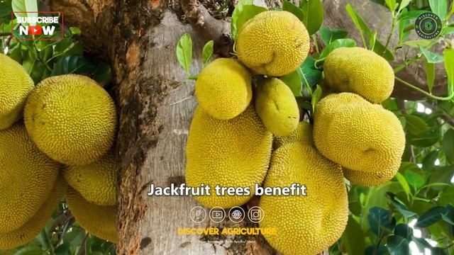 Jack Fruit Farming | How to grow Jackfruit Seeds at Home смотреть онлайн
