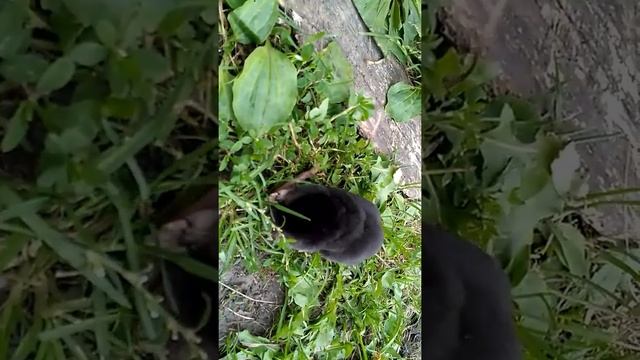 Крот ест червяка. смотреть онлайн