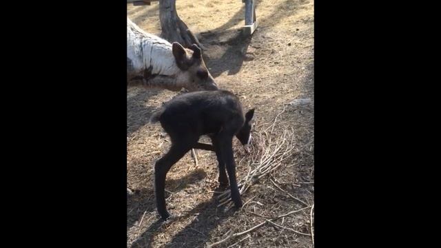 Северный олененок смотреть онлайн