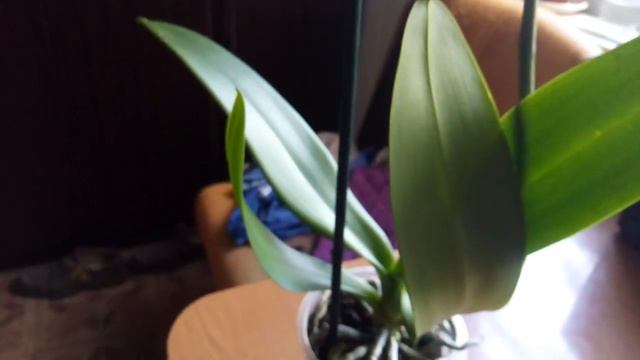 люблю подарки! орхидея Спрут (Octopus) смотреть онлайн