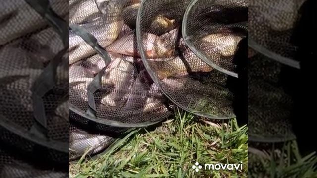 Кривой КАРП, и полный садок рыбы делай сами лови клёва. смотреть онлайн
