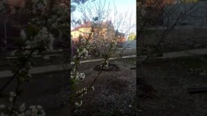 Дюк Ночка - цветение 2021