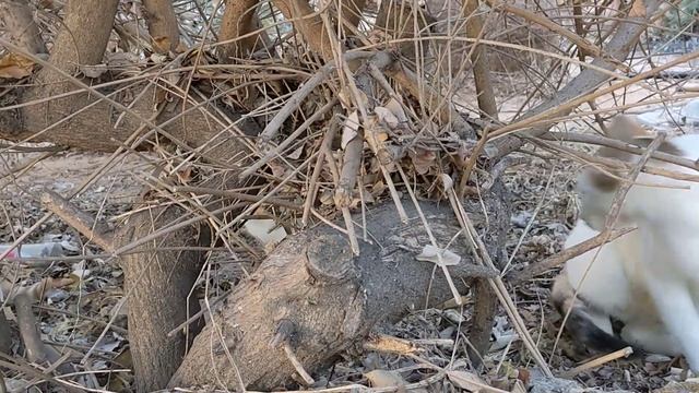 Дикие котята порода Аравийский Мау пьют воду ? Feral kittens Arabian Mau breed drink water смотреть онлайн