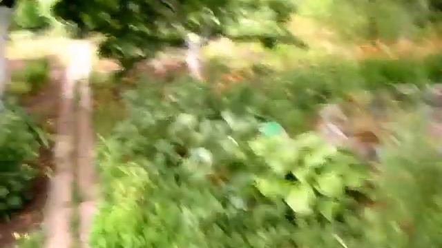 Очередное опрыскивание Фитоспорином смотреть онлайн