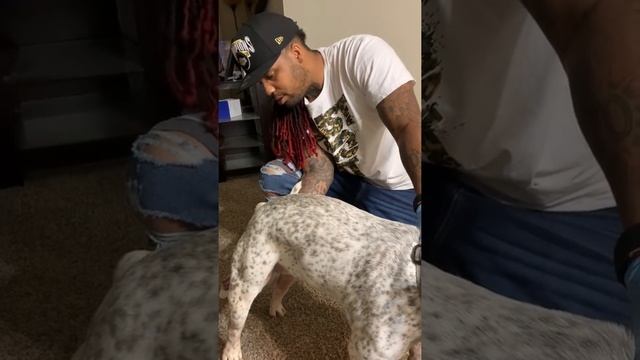 A.I ( Artificial Insemination