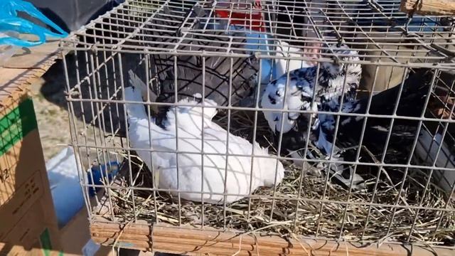 Голуби цены Птичий рынок Пятигорск-ч1 смотреть онлайн