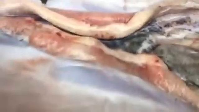 Осетр заболел при вскрытии оказалась самочка смотреть онлайн