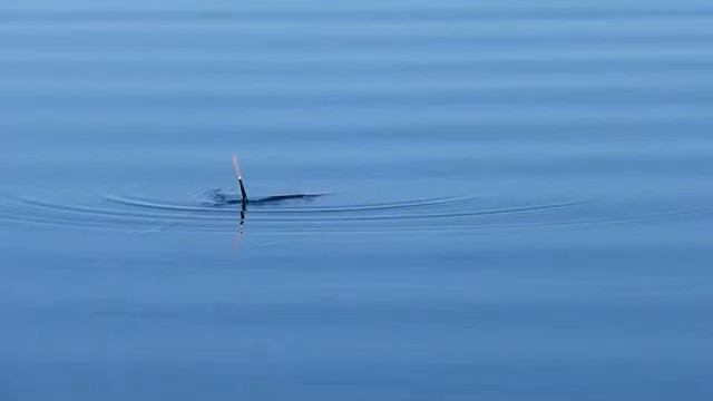 Лещёвая зорька, 17 мая 2014 смотреть онлайн