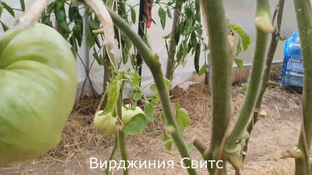 Ноябрьский урожай томатов. Обзор теплицы 5 ноября 2020г. смотреть онлайн