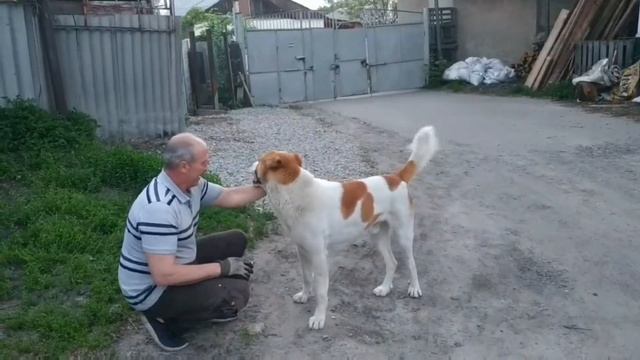 Воспитание и дрессировка алабая/Как проводим время вечером? смотреть онлайн