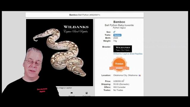 Ball Python Prices Now vs. Five Years Ago! смотреть онлайн