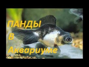 Необычные, но популярное. Серия 5 - Панды. (Архив от 3.09.2022)