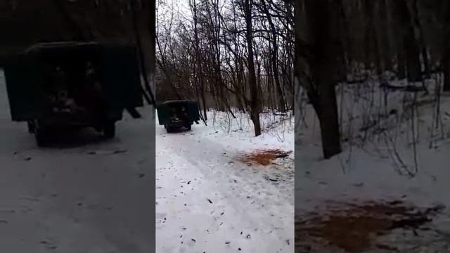 Незаконная вырубка деревьев в Александровской роще Ростова