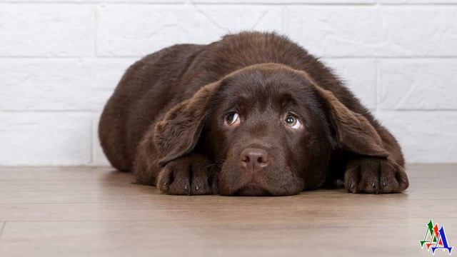 Муж и собака делали вид, что терпеть друг друга не могут, но когда муж уехал в командировку, пёс… смотреть онлайн