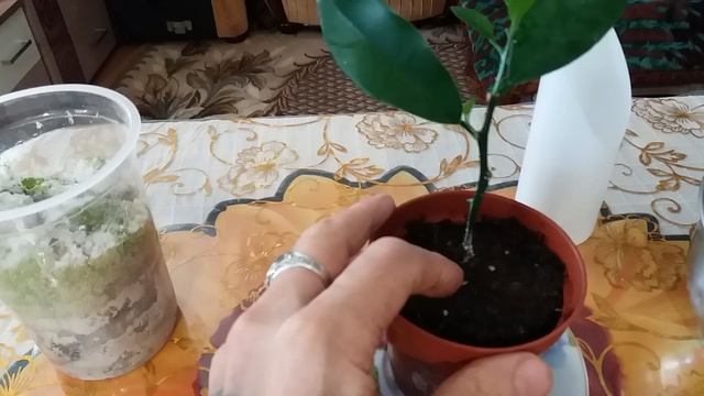 Как укоренить черенок мандарина. смотреть онлайн