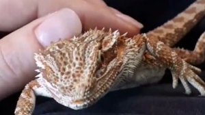 БОРОДАТАЯ АГАМА / СОДЕРЖАНИЕ, УХОД.