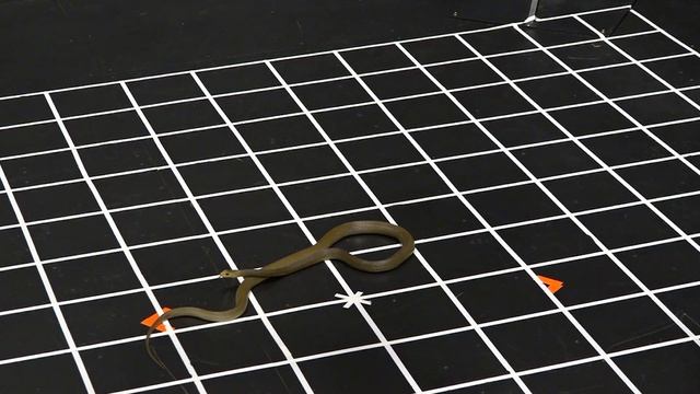 Snakes Can Hear and React to Airborne Sound смотреть онлайн