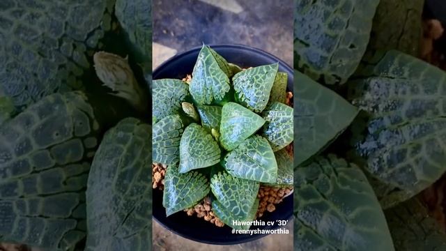 Product Gallery: Haworthia cv '3D'. Find it in webstore: https://sales.maughanii.com смотреть онлайн