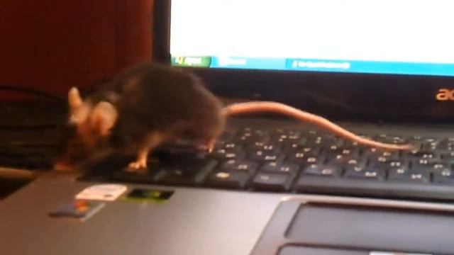 Копия видео Моя мышка под рукой смотреть онлайн