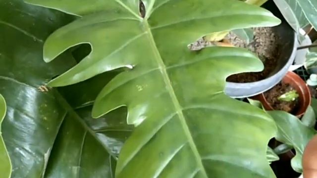 Philodendron Fiddle Lime VS Dragon Head Vlog# 21