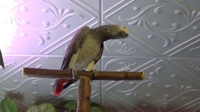 Говорливый попугай Жако. Какие звуки издают жако?