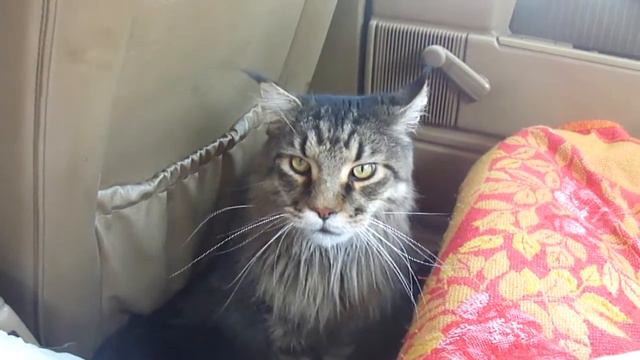 Кошачьи песни в автомобиле смотреть онлайн