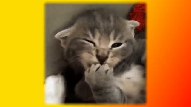 Позитив. Кошки. Создай себе хорошее настроение смотреть онлайн