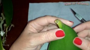 как из одного листочка вырастить целую орхидею и наростить корни