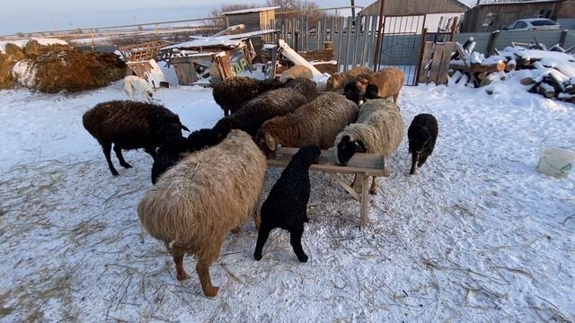 Потеплело☀️, для кормящих овцематок изменился рацион?| ягнята отлично едят из общей кормушки ?? смотреть онлайн