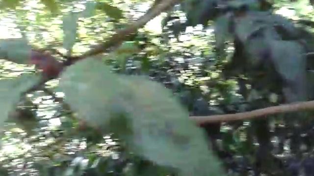 Абхазия Новый Афон, сад одного из домов мушмула смотреть онлайн